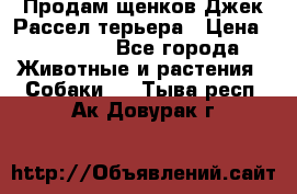 Продам щенков Джек Рассел терьера › Цена ­ 25 000 - Все города Животные и растения » Собаки   . Тыва респ.,Ак-Довурак г.